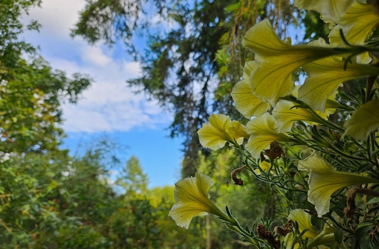 folhas de ginkgo 