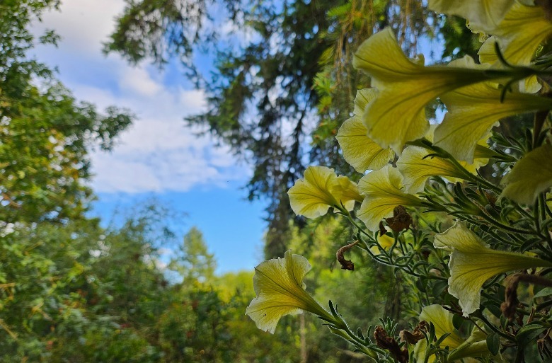 ginkgo leaves