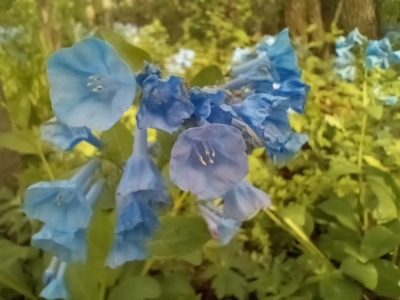flores