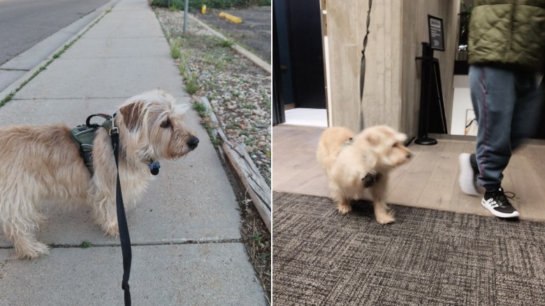 Two samples photos showing a dog -- one with motion blur