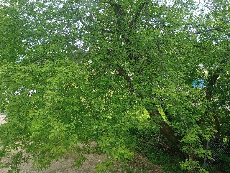 árvore
