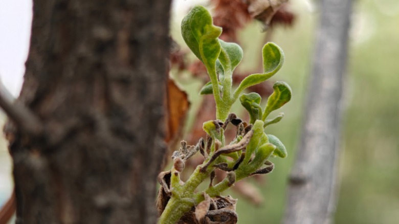 Portrait camera sample Oppo Find N5.