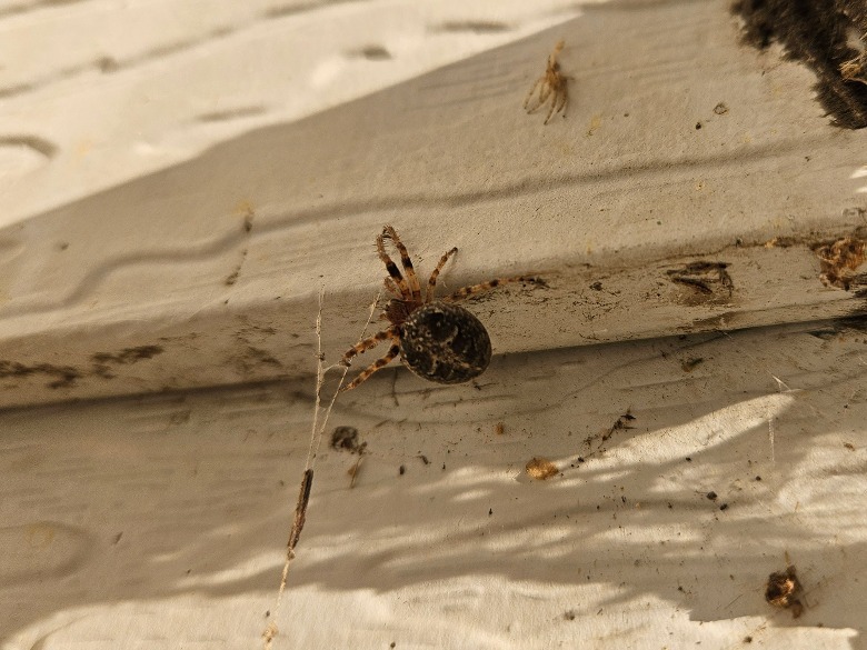 aranha no tapume da casa de metal