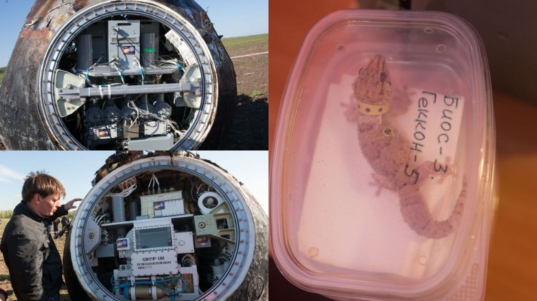 Life samples on Bion-M No. 2