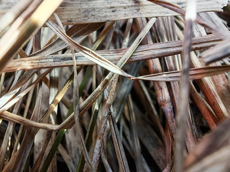 A close-up photo of dead grass.