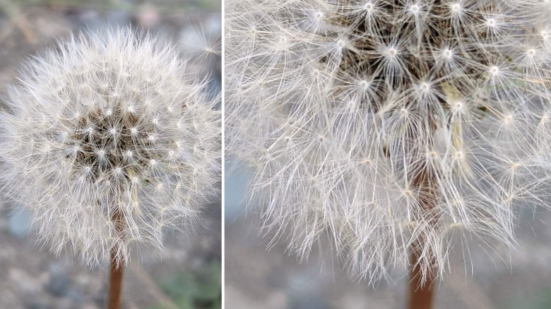 Dandilion macro
