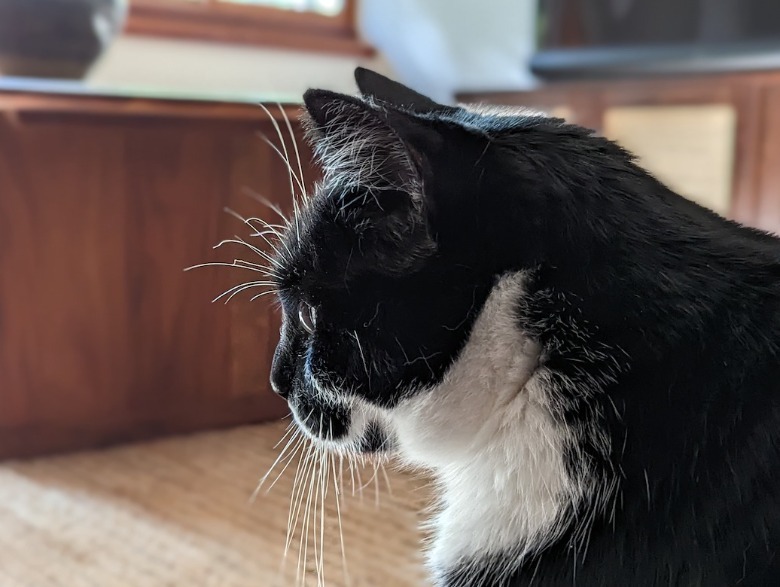 Portrait mode sample