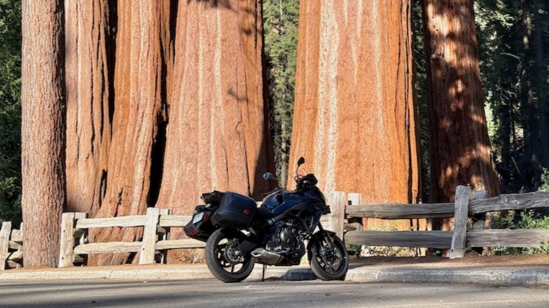 2026 Kawasaki Versys 650 parked underneath giant Sequoia trees in Kings Canyon National Park