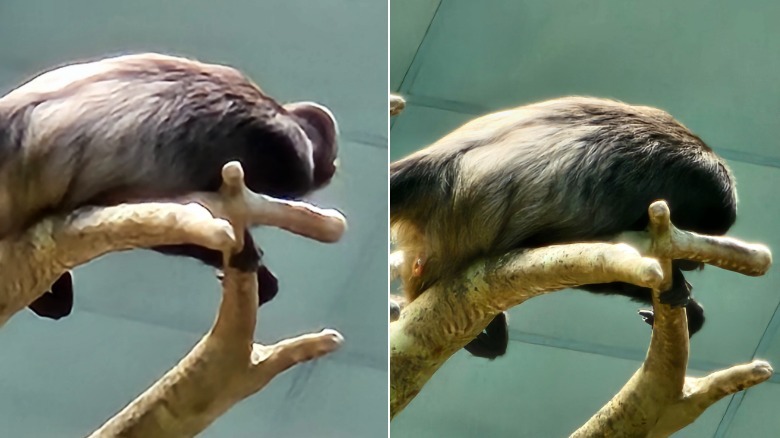 Two monkey