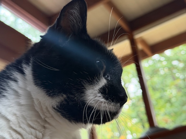 Close up photo of cat face taken with iPhone 17 Pro Max