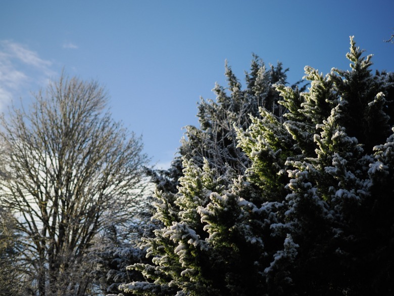Frosted and snow covered trees under blue skies