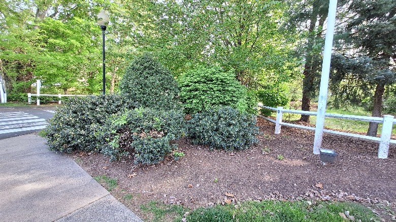 Imagem ultralarga de uma cerca branca e arbustos