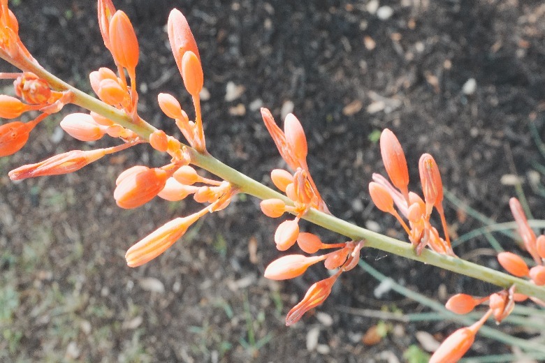 Foto de botões de flores de laranjeira