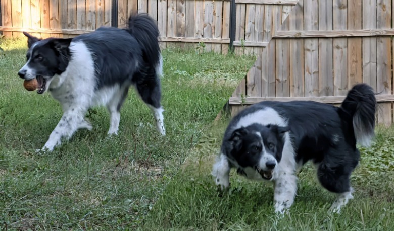 Dog in motion in green grass.