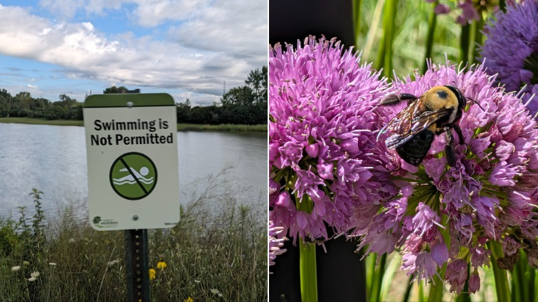 Photo samples of a lake and a bumblebee