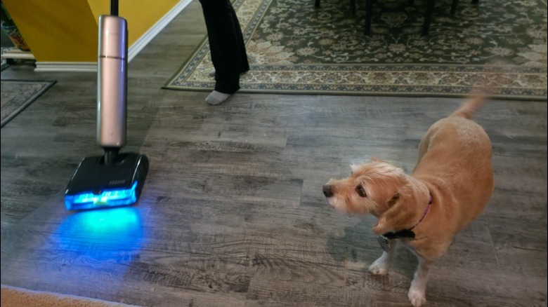 A person using the Aero Ultra Steam while a dog watches