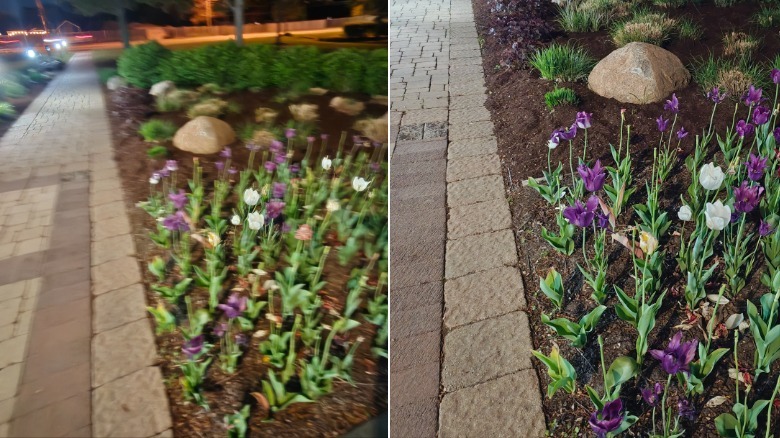 Ultrawide vs. Main camera to illustrate blur