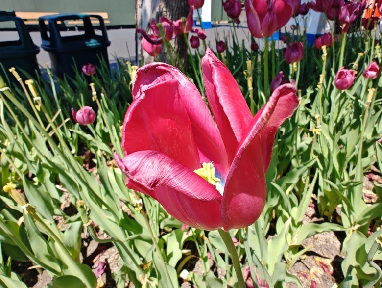 Flor