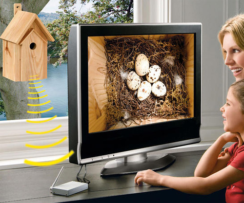 bird box with camera inside
