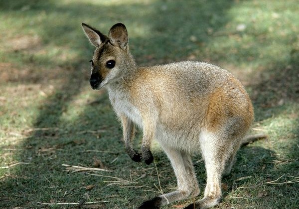 Adobe Wallaby Flash to HTML tool released