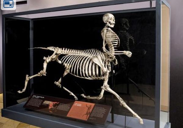 Awesome exhibit shows mythological creature skeletons
