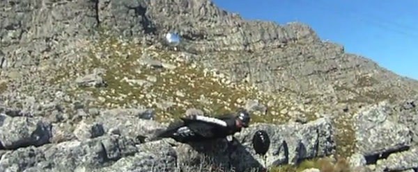 Insane adrenaline junkie “Birdman” releases video of his near death