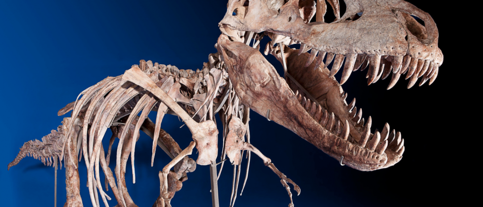 t rex back