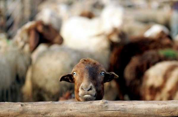 Swiss sheep text shepherds when wolves are near