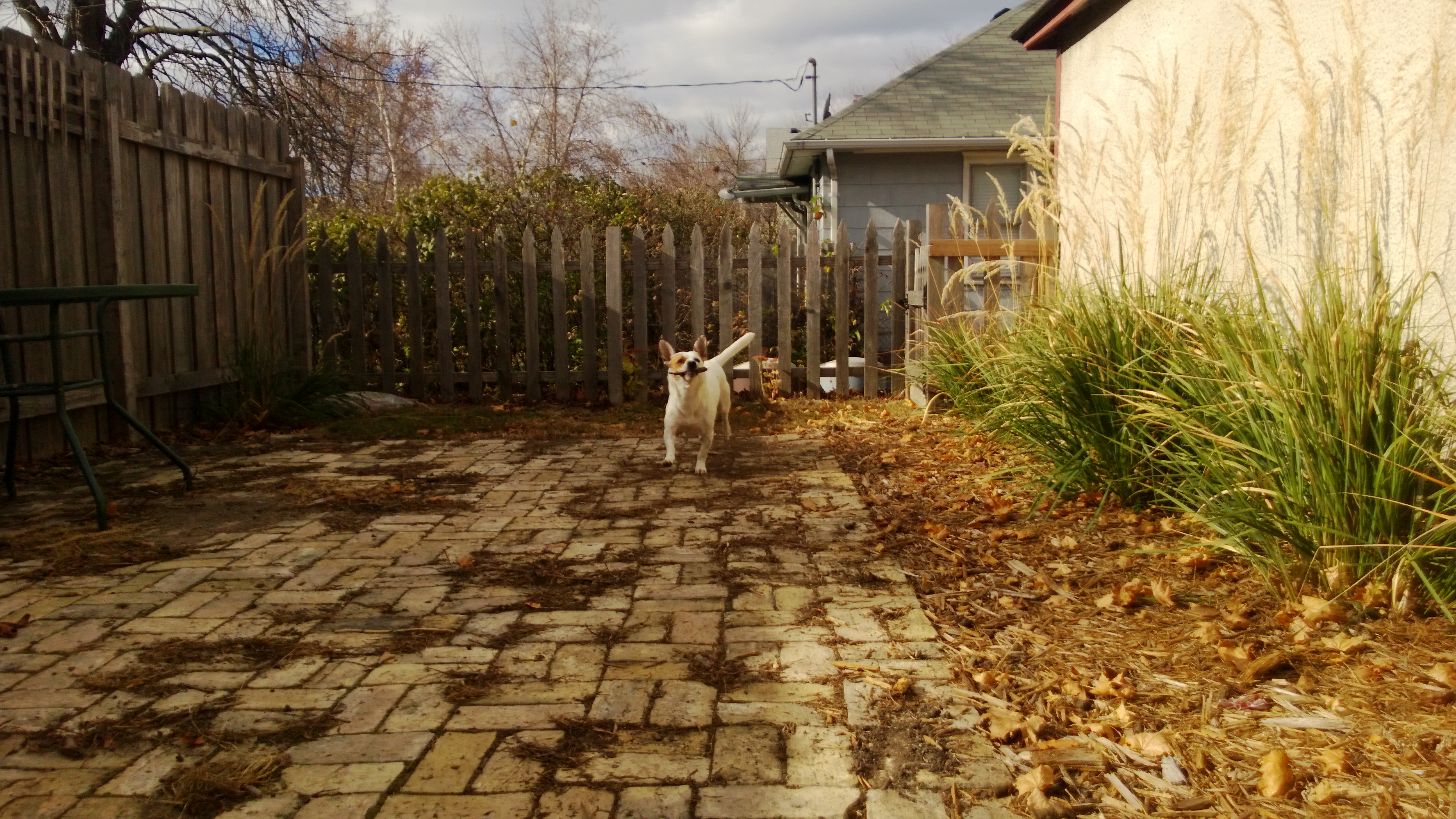 найти кота на картинке. найдите кота. найди кота. найди кота на фото с дровами. найди кота.