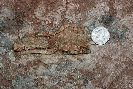 Researchers uncover new dinosaur species in China