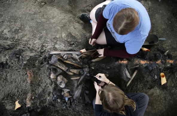 Ice Age Fossils Are Still Abundant at La Brea Tar Pits after 100 Years of Digging