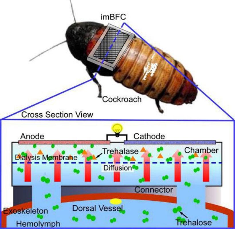 Fuel cell equipped cockroaches to form self-powered sensor network ...