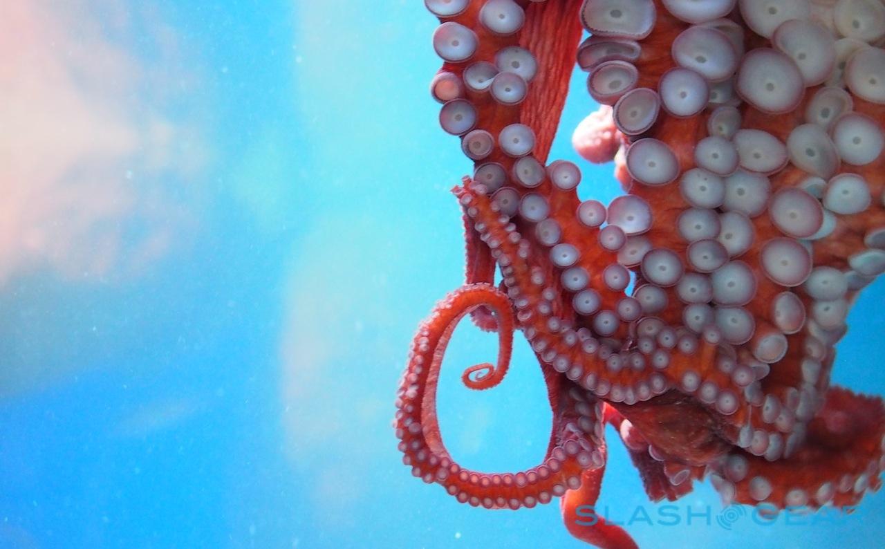 Octopus tentacles could teach more flexible robots - SlashGear