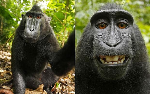 Monkey’s selfie has caused a copyright row