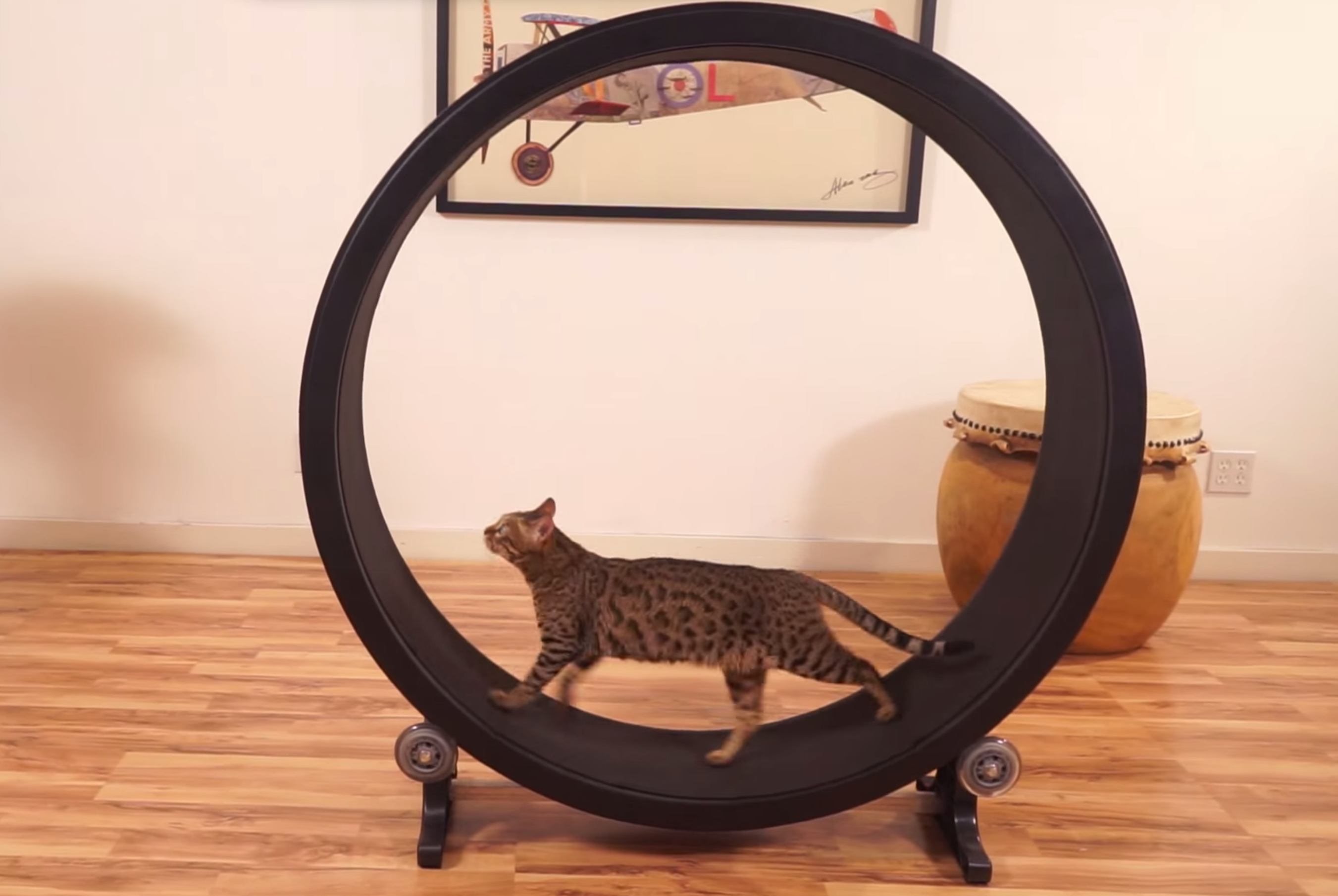 one fast cat amazon