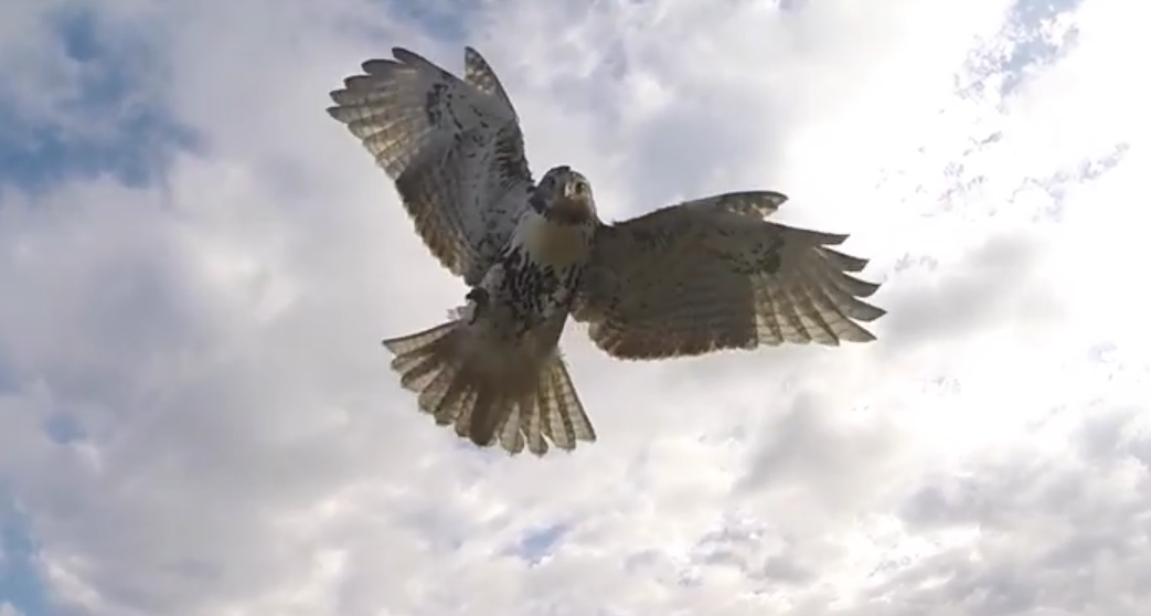 Hawk takes down drone in aerial combat SlashGear