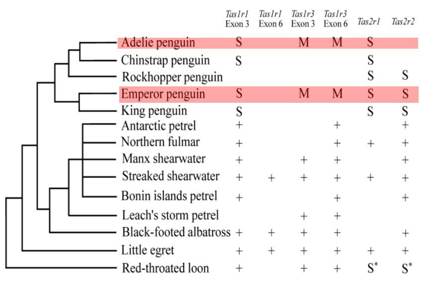 Penguins Can Have Are Chart