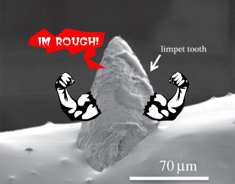 Limpet teeth the new World's Strongest Material SlashGear