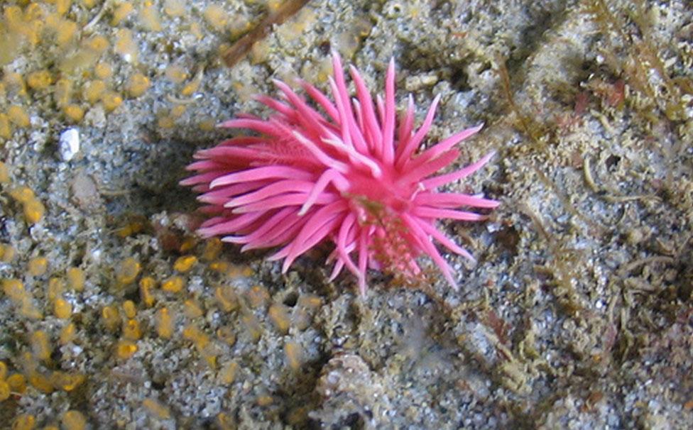 nudibranch_rose