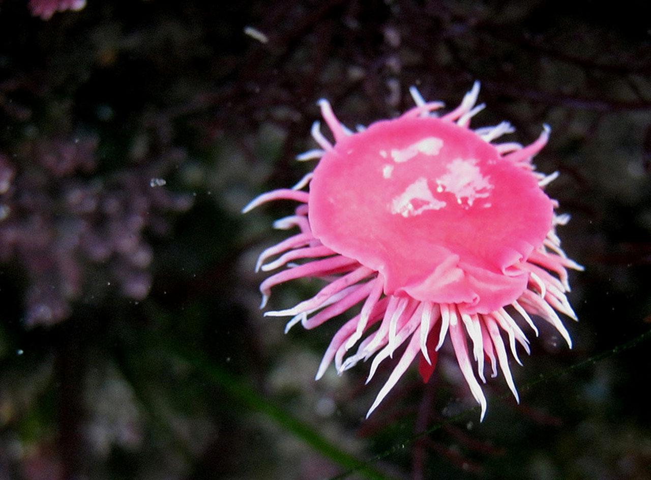 nudibranch_sticky