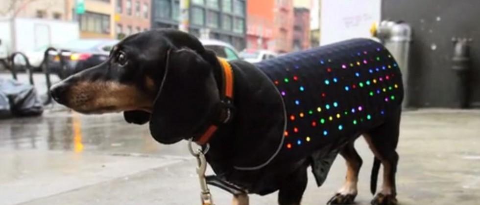 disco dog collar