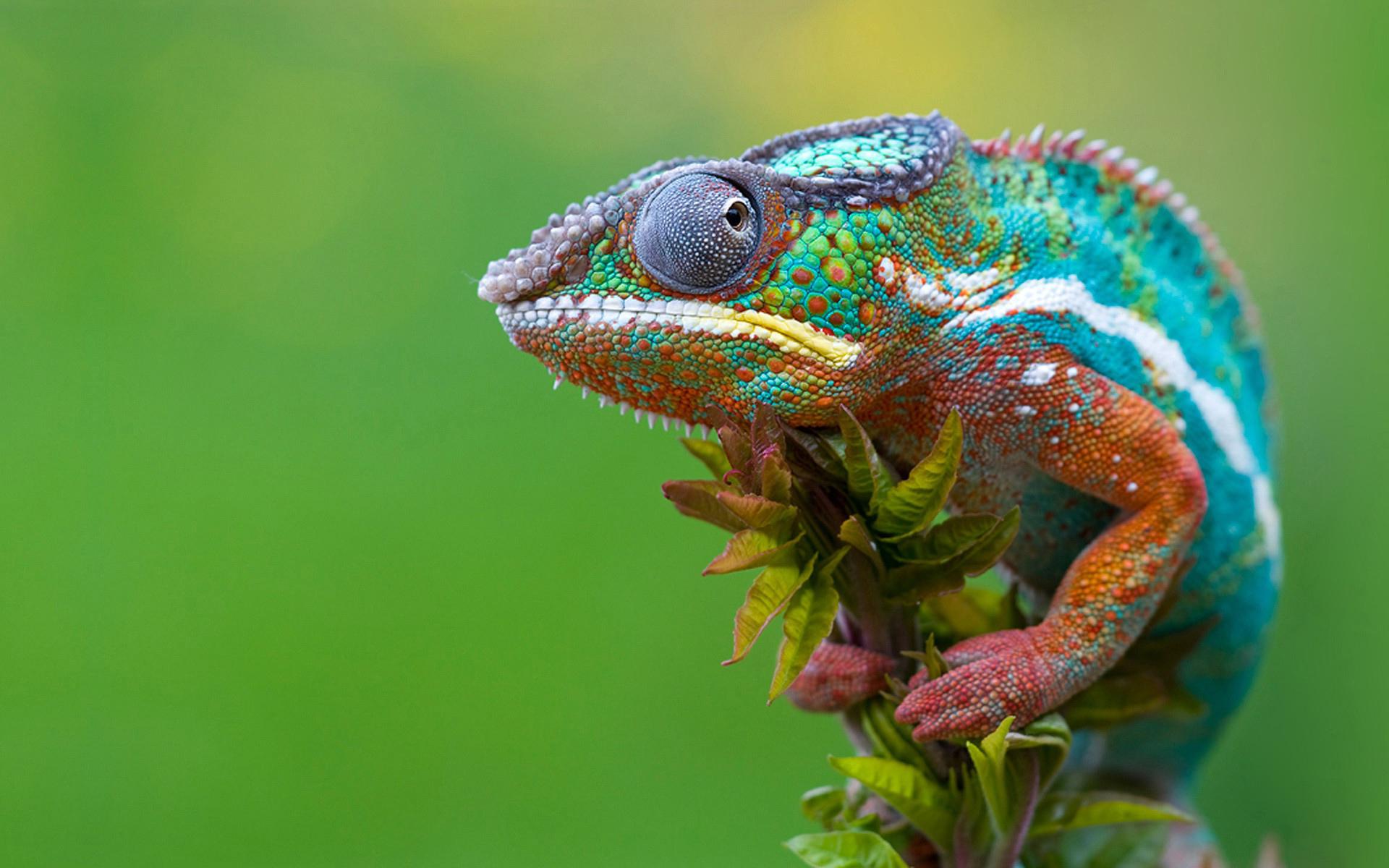 Chameleon color changing abilities unlocked by science - SlashGear