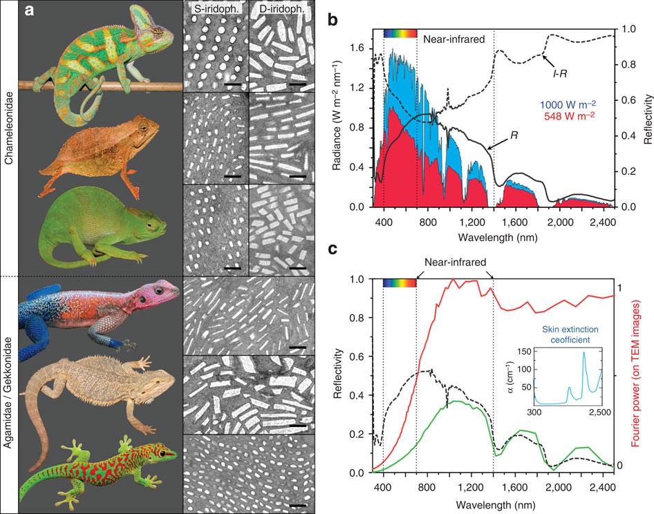 Chameleon color changing abilities unlocked by science - SlashGear