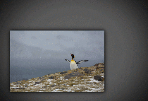 Penguin_Animation_v09