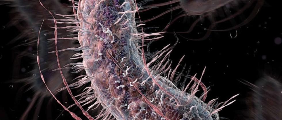 Bioengineered bacteria change color in urine to indicate diseases
