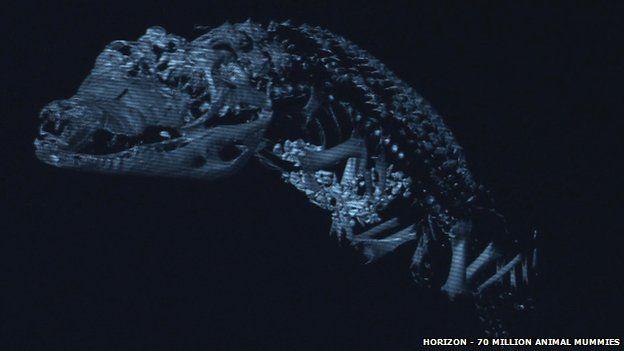_82862740_horizoncrocodile