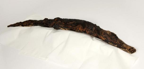 Mummified-crocodile