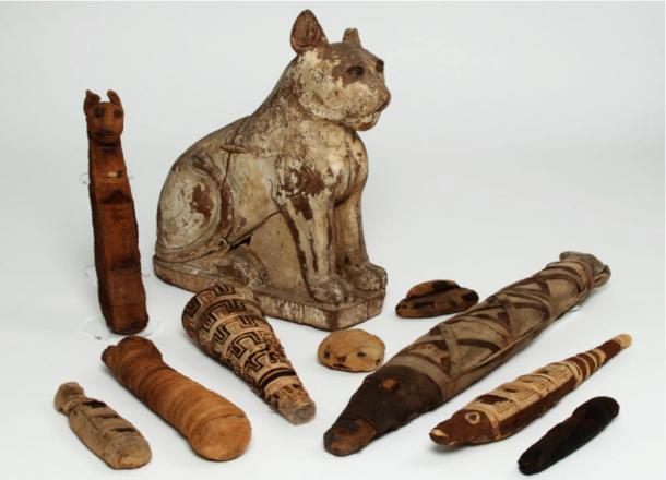Various-animal-mummies-from-ancient-Egypt