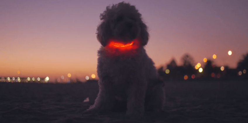 buddy dog collar