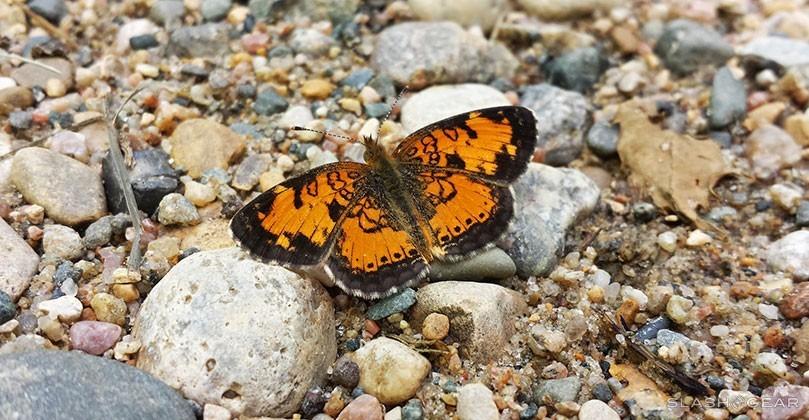 Butterflies face extinction in face of climate change